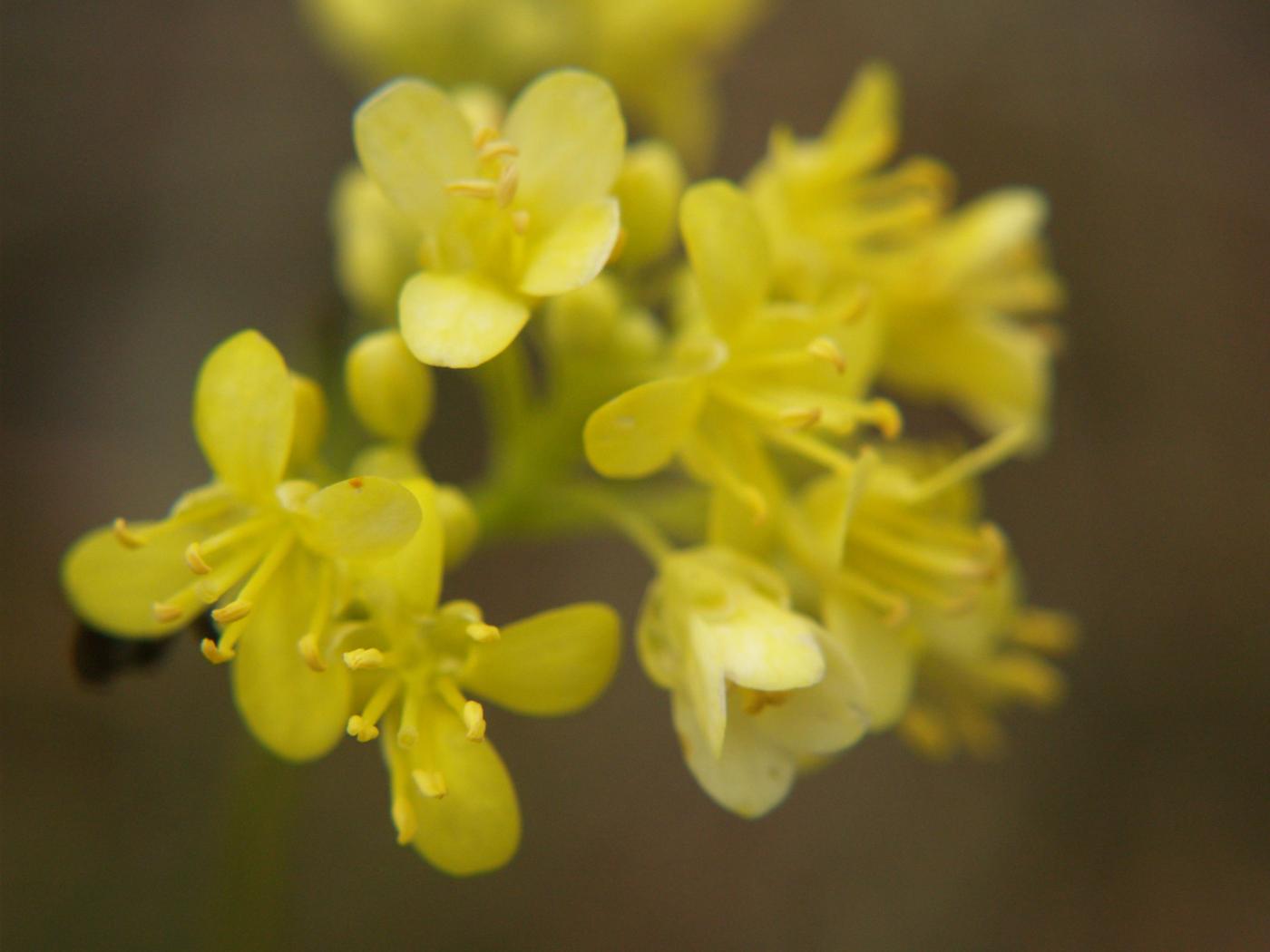 Buckler Mustard, Southern flower